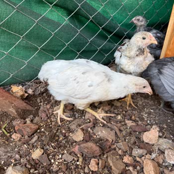 Yanlış Irk Yumurtası Gönderimi Ve Satıcıdan Cevap Almama