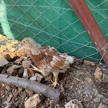 Yanlış Irk Yumurtası Gönderimi Ve Satıcıdan Cevap Almama