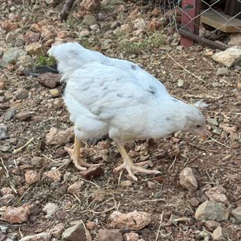 Yanlış Irk Yumurtası Gönderimi Ve Satıcıdan Cevap Almama