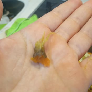 Şok Market Küçükçekmece Şubesinde Çöp Ve Hijyen İhlali