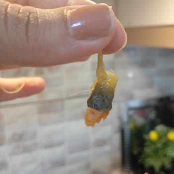 Şok Market Küçükçekmece Şubesinde Çöp Ve Hijyen İhlali