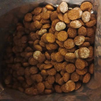 Küflü Köpek Maması: Güven Kırıcı Durum Ve İade Talebi