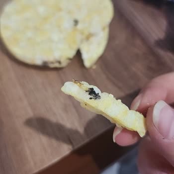 Eti Gong Patlağında Yabancı Böcek Şüphesi Ve Gıda Güvenliği Endişesi