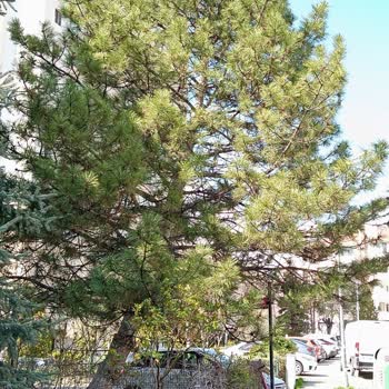 Ankara İşletme Müdürlüğü Şikayeti