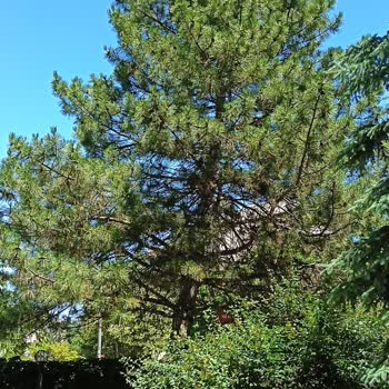 Ankara İşletme Müdürlüğü Şikayeti