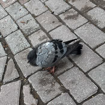 Konya Doğa Koruma Birimi Hasta Güvercine Yardım Etmemesi Vatandaşı Hayal Kırıklığına Sürükledi