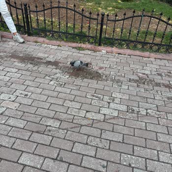 Konya Doğa Koruma Birimi Hasta Güvercine Yardım Etmemesi Vatandaşı Hayal Kırıklığına Sürükledi