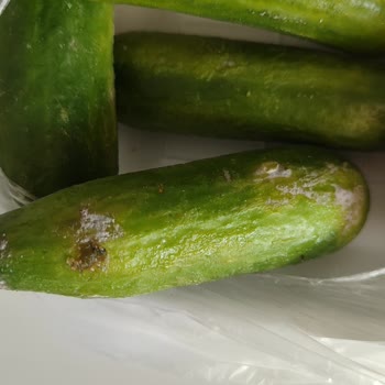 Migros Online Siparişlerinde Bozuk Sebze Ve Meyve Sorunu Kökten Çözülmeli