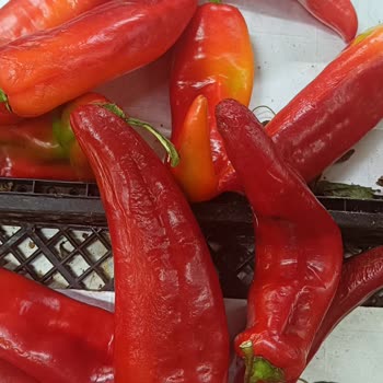 Şehzade Market'te Sebze Reyonunda Sürekli Çürük Ürün Ve Hijyen İhmali