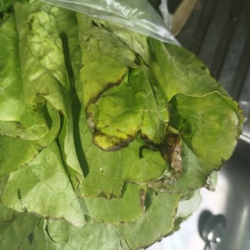 Bozulmuş Salam Ve Çürük Sebzelerle Sağlık Riski
