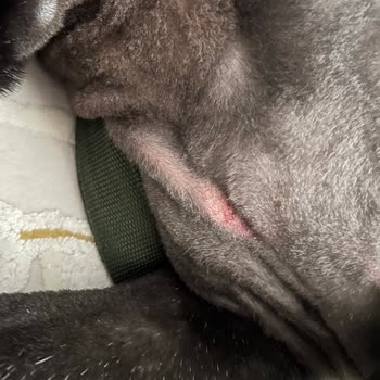 Can Pati Pet Kuaför Sorun Yaşama