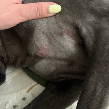 Can Pati Pet Kuaför Sorun Yaşama