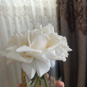 Buon Odore Gül Setinde Yaprakların Dökülmesi Ve Deforme Görünüm