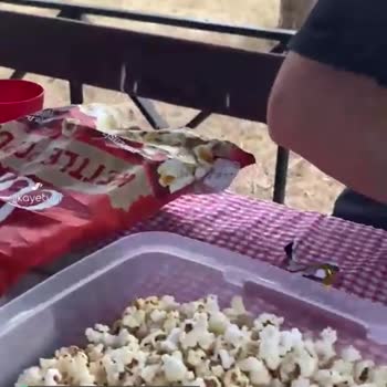 Topz Corn Antenli Böcek Çıktı
