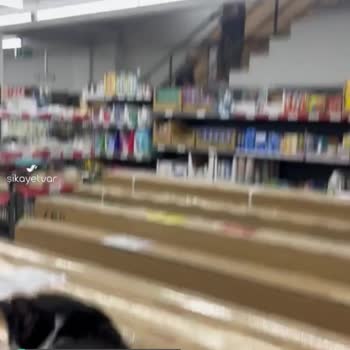 A101 Market İçerinde Ürünlerin Üzerinde Sokak Kedileri
