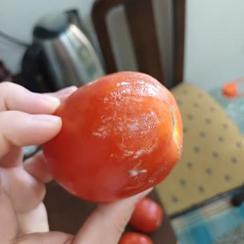 Migros Sanal Market’te Küflü Domates Gönderimi Ve Sağlık İhmaline Şikayet