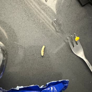 Şok Market Ürününde Canlı Kurt Çıktı: Gıda Güvenliği İhlali