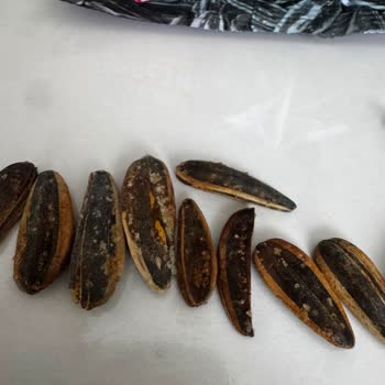 Amigo Siyah Tuzlu Ay Çekirdeğinde Boş Çekirdek, Ahşap Parçaları Ve Kötü Koku Şikayeti