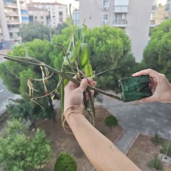 Çiçek Sepeti Canlı Zambak Siparişi Yanıltıcı Şekilde Köpük Dallarla Geldi