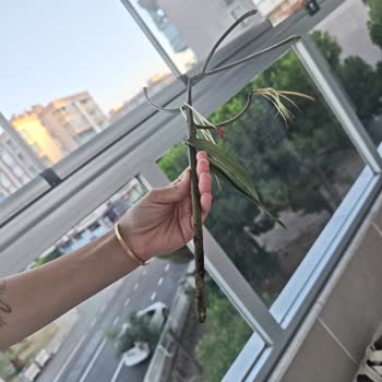 Çiçek Sepeti Canlı Zambak Siparişi Yanıltıcı Şekilde Köpük Dallarla Geldi