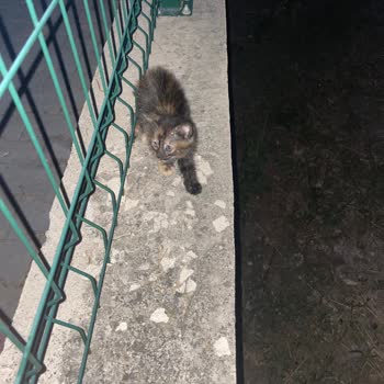 Bağlıca Mahallesinde Sokak Kedileri Sağlık Sorunları Ve Evcil Hayvan Tehlikesi