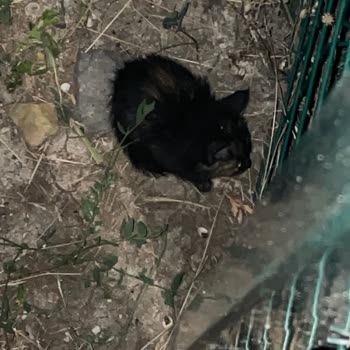 Bağlıca Mahallesinde Sokak Kedileri Sağlık Sorunları Ve Evcil Hayvan Tehlikesi