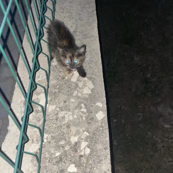 Bağlıca Mahallesinde Sokak Kedileri Sağlık Sorunları Ve Evcil Hayvan Tehlikesi