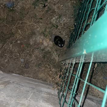Bağlıca Mahallesinde Sokak Kedileri Sağlık Sorunları Ve Evcil Hayvan Tehlikesi