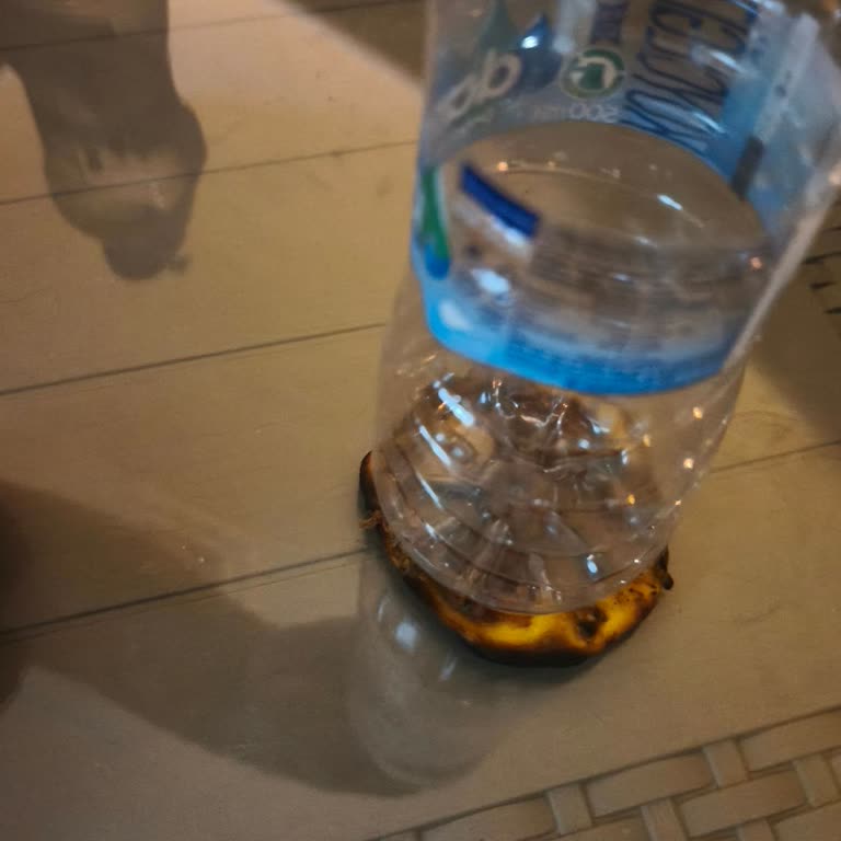Hacıbaba Şubesinden Aldığım Fındık Lahmacun Boyutu Çok Küçük Ve Misafirler Önünde Mahcup Oldum
