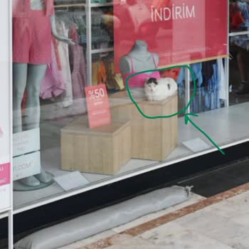 İç Giyim Mağazasında Serbest Dolaşan Kedi Hijyen Sorunu