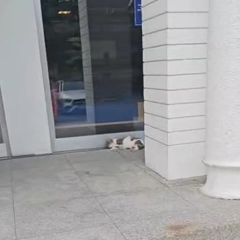 Kemer’de Banka Önünde Kedilere Yem Verilmesi Hijyen Ve Sağlık Riskine Neden Oluyor