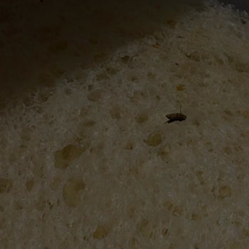 Uno Tost Ekmeğinde Böcek Olması