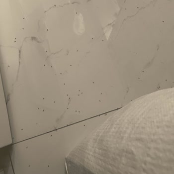 Köpek Mamasında Canlı Karınca Bulunması Ve Sağlık Riski