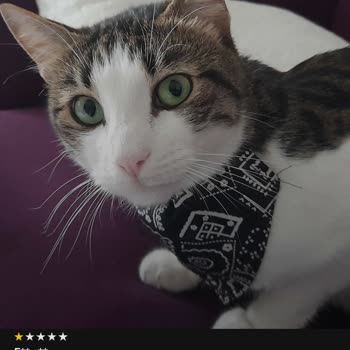 Trendyol Kedi Ürünü Etkisiz ve Tüy Dökülmesi Nedeniyle İade Talebi