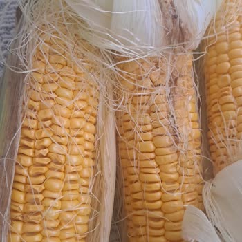 Migros Hemen'de Bozuk Tavuk Ve Çürük Mısır Ürünleri Gıda Güvenliğini Tehdit Ediyor