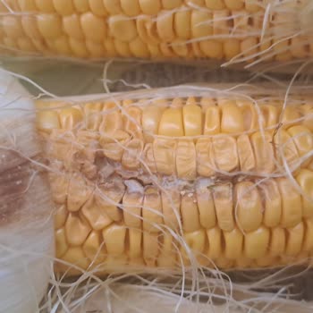 Migros Hemen'de Bozuk Tavuk Ve Çürük Mısır Ürünleri Gıda Güvenliğini Tehdit Ediyor
