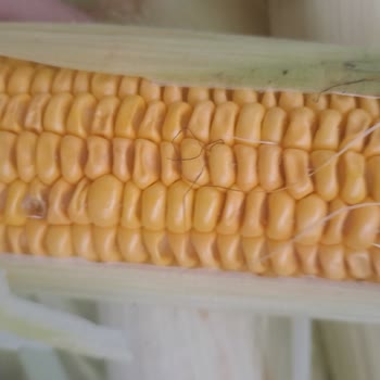 Migros Hemen'de Bozuk Tavuk Ve Çürük Mısır Ürünleri Gıda Güvenliğini Tehdit Ediyor