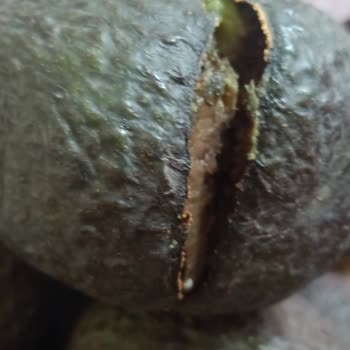 Crazy Tropical Antalya Destek Talebime Dönüş Yapılmadı