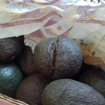 Crazy Tropical Antalya Destek Talebime Dönüş Yapılmadı