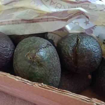 Crazy Tropical Antalya Destek Talebime Dönüş Yapılmadı