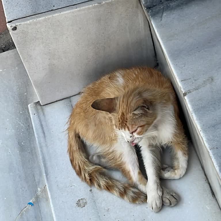 Kedimin Acil Tedavi Durumu Ve Bilgi Eksikliği