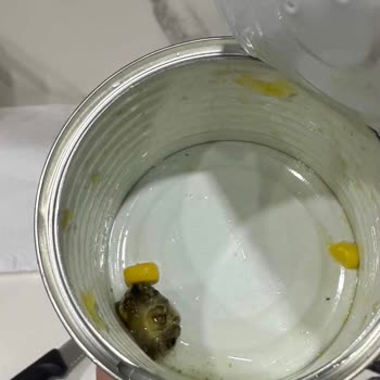 Tukaş Konserve Mısırda Yabancı Madde Bulunması Gıda Güvenliği Endişesi