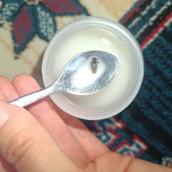Evolvia RP2 Bebek Mamasında Böcek Bulunması Güvenimizi Sarsıyor