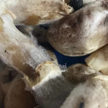 CarrefourSA'dan Bozuk Mantar Ve Son Kullanma Tarihi Yakın Kremaya İade Talebi
