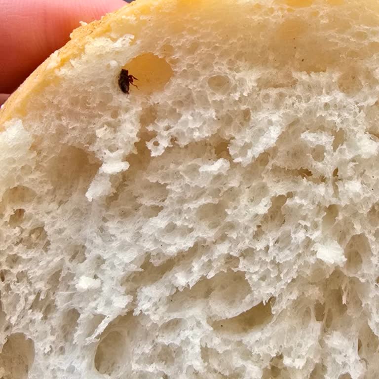Migros Hemen'den Gelen Ekmekte Böcek Tespiti Ve Sağlık Endişesi
