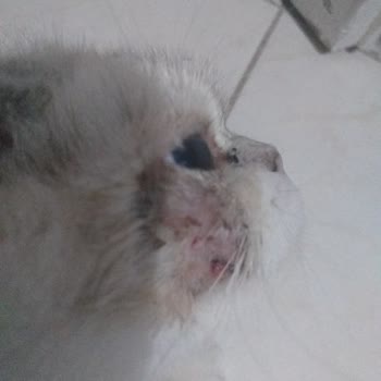 Kedilerimde Alerjik Reaksiyon Ve Kanlı Yaralar Nedeniyle İade Talebi