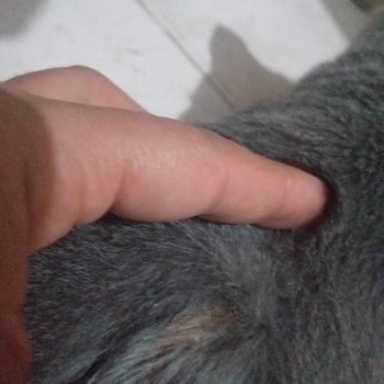 Kedilerimde Alerjik Reaksiyon Ve Kanlı Yaralar Nedeniyle İade Talebi