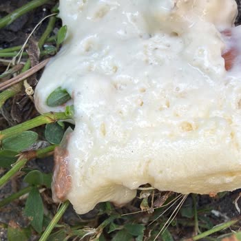 Bozuk Magnum Dondurması İçin İade Talebi Ve Şok Market Kars Şubesinde Çözüm Yetersizliği
