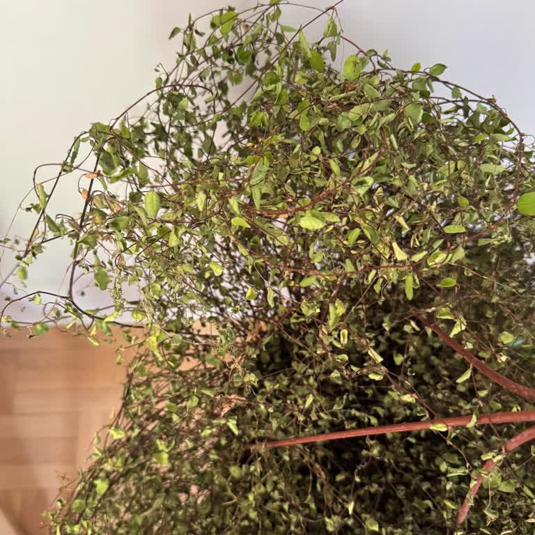 Cool Concept Flower Gelen Ürün Baştan İtibaren Problemliydi