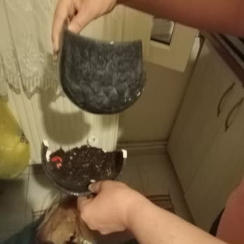 Kırık Begonvil Saksısı Ve Saçılmış Toprak